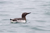 Guillemot | Birds | Species profile | Scottish Wildlife Trust