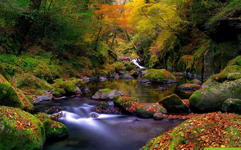 Río En El Bosque River In The Forest Wallpaper Gallery Photo Pictures