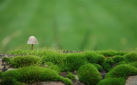 Nature Landscape Mushroom Depth Of Field Closeup Macro Grass