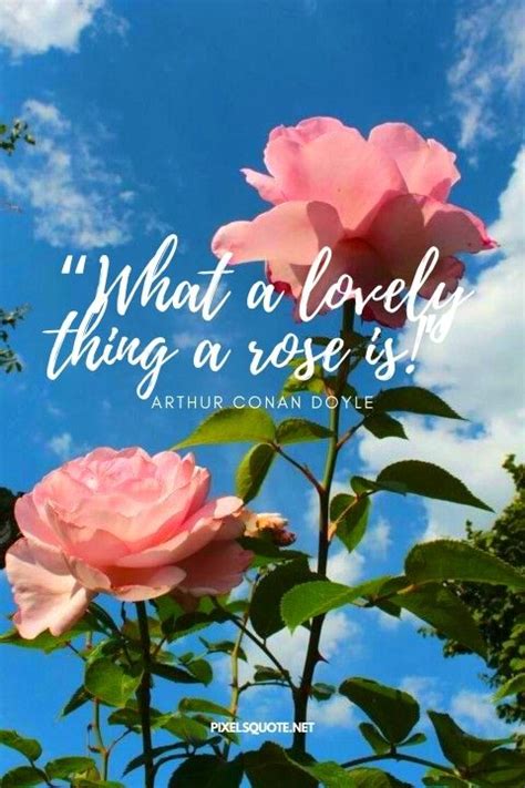 Different Beautiful Pictures Of Roses With Quotes For Wallpaper And For