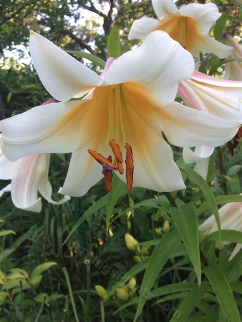 Utilizing The Beauty Of The Trumpet Lily In Your Garden