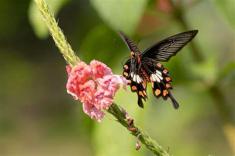 Pachliopta Aristolochiae Or The Common Rose Or Red Bodied Swallowtail