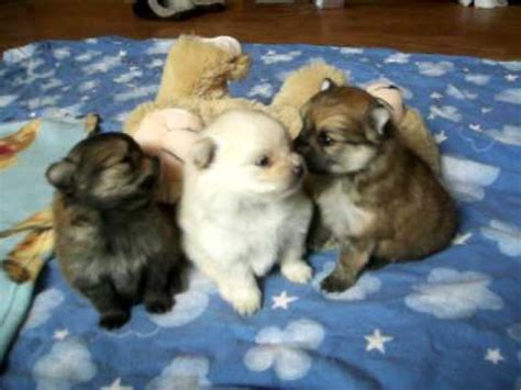 Transitional period (2 to 4 weeks). Thebombpoms.com Pomeranian puppies giving eachother kisses ...