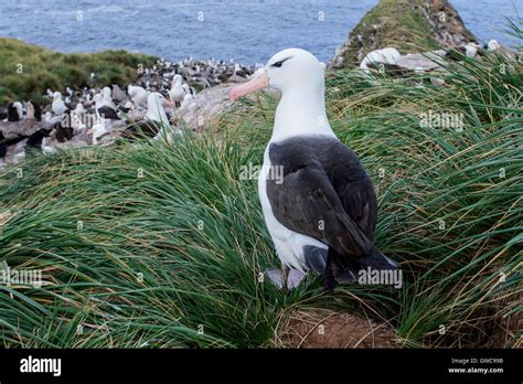 Black Browed Albatross Thalassarche Melanophris Showing Adult Overlooking Breeding Colony On