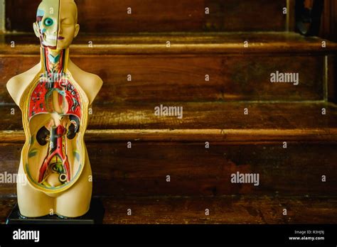 Anatomical Model Of The Human Body In Plastic To Study In The Classroom