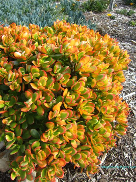 10 crassula ovata 'hummel's sunset' aka jade plant or money tree. Visiting South Coast Botanic Garden - Miss Smarty Plants