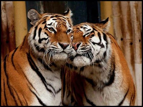Showme Nan Tiger Loving