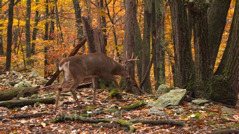 Whitetail Deer Buck Walking In Autumn Woods Youtube