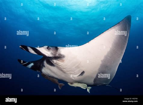 A Giant Manta Ray Manta Birostris The Largest Ray In The World