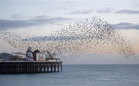 Celebrating Starlings With Brighton Pier The Living Coast