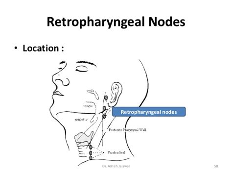 Lymphatic System And Cervical Lymph Nodes By Dr Ashish Jaiswal