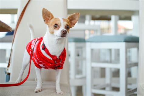 How Long Do Chihuahuas Live Find Out The Average Life Expectancy