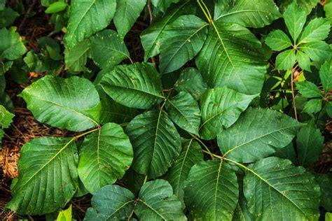 10 Home Remedies For Poison Ivy Home Remedies App