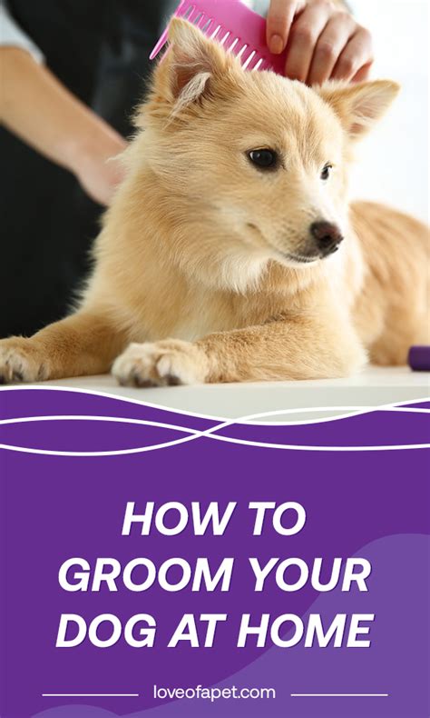 How To Groom Your Dog At Home Love Of A Pet Dogs Dog Eyes Dog