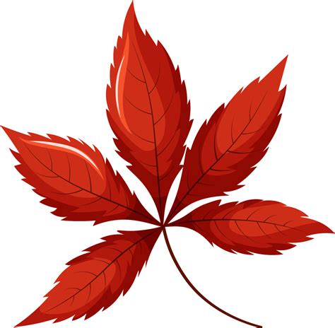 Red Maple Leaf Japanese Maple Leaf 10594448 Vector Art At Vecteezy