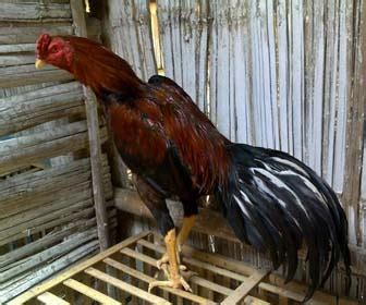 Ayam dewasa dengan berumur 18 sampai 68 minggu. Foto Kandang Ternak Ayam Bangkok - Kandang 1