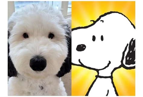 Snoopy Existe En La Vida Real Y Se Llama Bayley El Deber