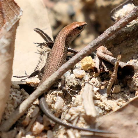 Garden Skink Bushpea 13 Large