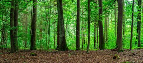 Green Forest Landscape Panorama Stock Image Image Of Leaf Foliage