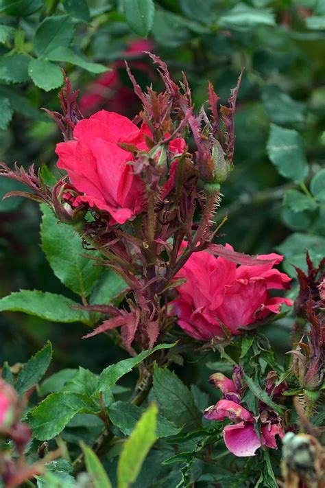 How To Identify And Treat Common Rose Diseases Gardeners Path