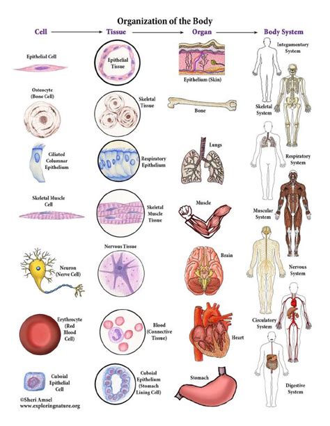 Levels Of Organization Of The Body Color Poster Human Body Anatomy