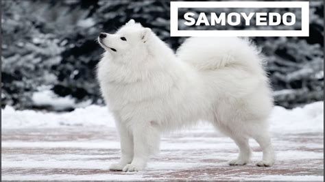 El Samoyedo El Perro Ruso Por Ecxelencia Conoce Sus Caracteristicas