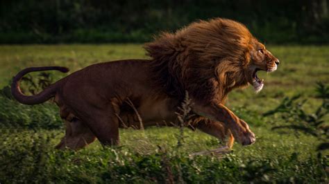 2560x1440 Running Lion 4k 1440p Resolution Hd 4k Wallpapers Images