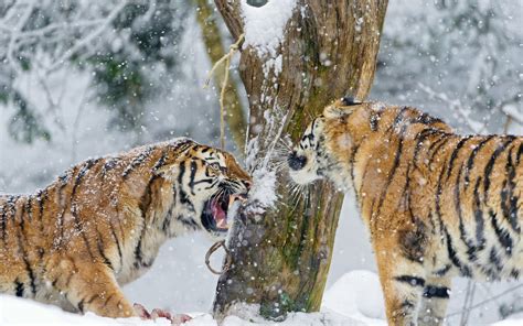 Two Brown And Black Tigers Tiger Winter Snow Animals Hd Wallpaper