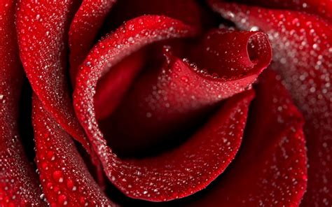 Red Rose Hd Wallpapers