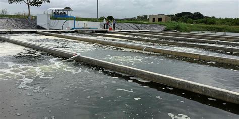 Tilapia Farm Sees Success With First In Pond Raceway In Latin America