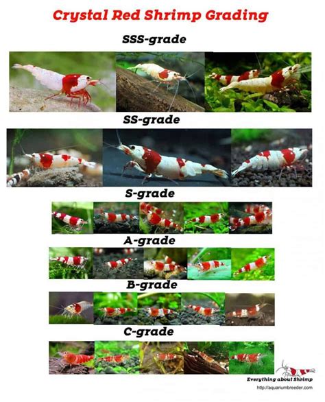 Crystal Red Shrimp Grading With Pictures Shrimp And Snail Breeder