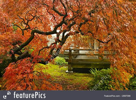 Red japanese maple tree leaves falling on an outdoor water fountain. Plants: Japanese Red Lace Leaf Maple Tree In Fall - Stock ...