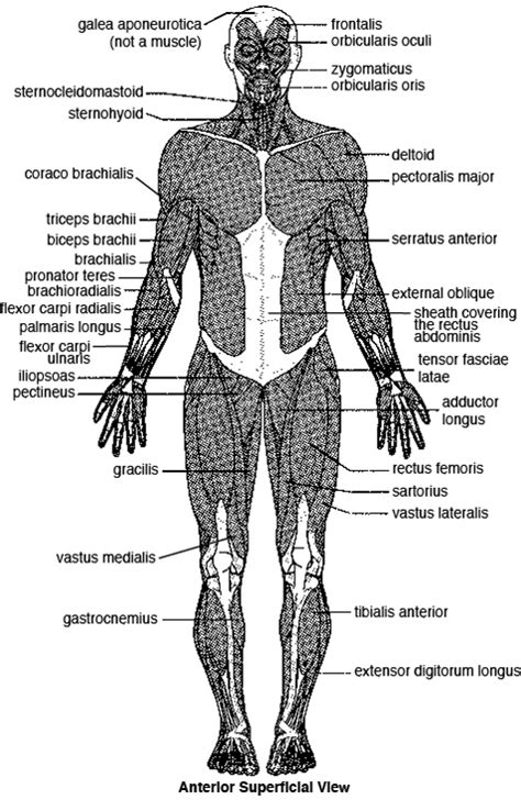 Major Anterior Muscles Anatomy Skeletal Muscle Anatom