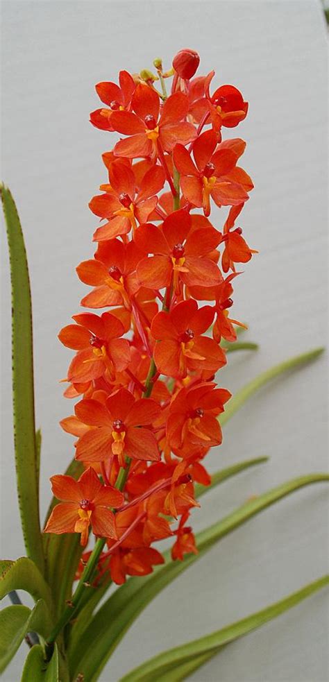 Photo Of The Bloom Of Orchid Vanda Curvifolia Posted By Ursula