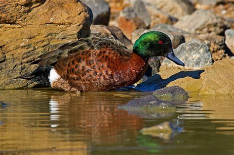 Chestnut Teal The Australian Museum