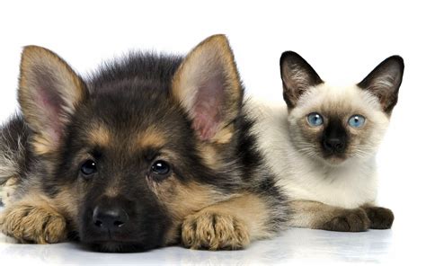 When will everyone learn.cats rule even when sleeping. dog cat german shepherd Wallpapers HD / Desktop and Mobile ...