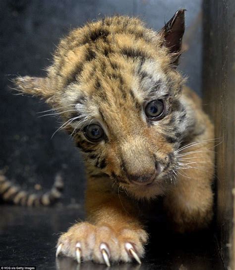 Beautiful Images Of Rare One Month Old Tiger Cubs As They Set To Make