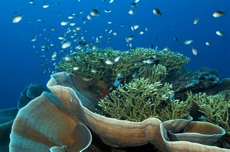 Paradiese Unter Wasser Die Schönsten Korallenriffe Der Welt