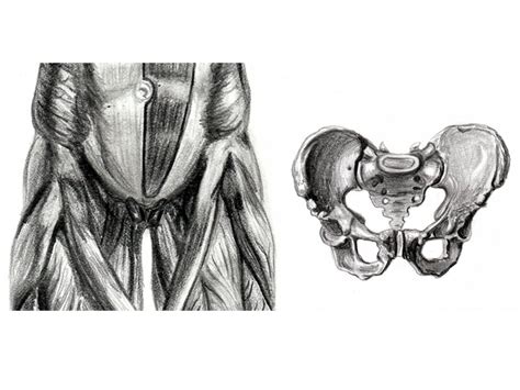 Pelvis Anatomy Study By Randys01 On Deviantart