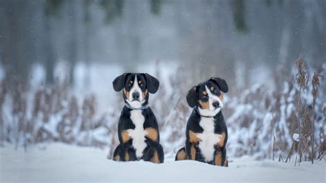 Two Black Brown White Sennenhund Dogs Are Sitting On Snow In Snowfall