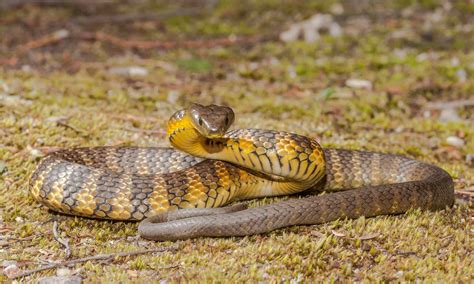 Tiger Snake Animal Facts Notechis Scutatus A Z Animals