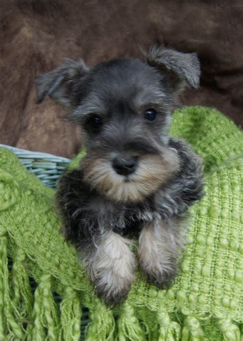 We have 6 teacup, toy & miniature schnauzer puppies for sale! schnauzer pictures | Standard Schnauzer Puppies For Sale ...