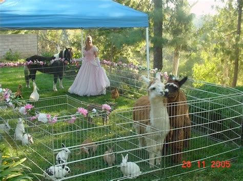 Our dallas pony parties and petting zoos have something to please every child (young or old)! pettingzoo | Happiness Unlimited Parties, Inc