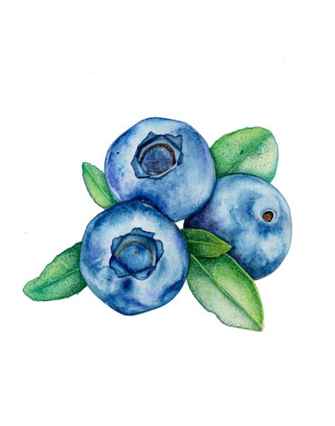 Blueberry Illustration Watercolor Art Lessons Food Art Painting