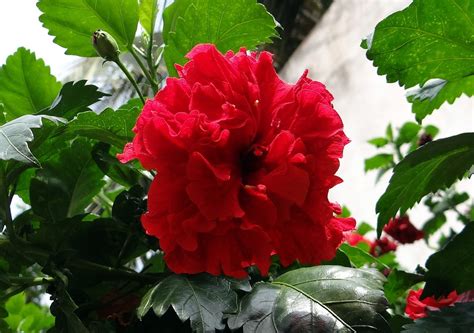 China Rose Hibiscus Double Rosa Free Photo On Pixabay Pixabay