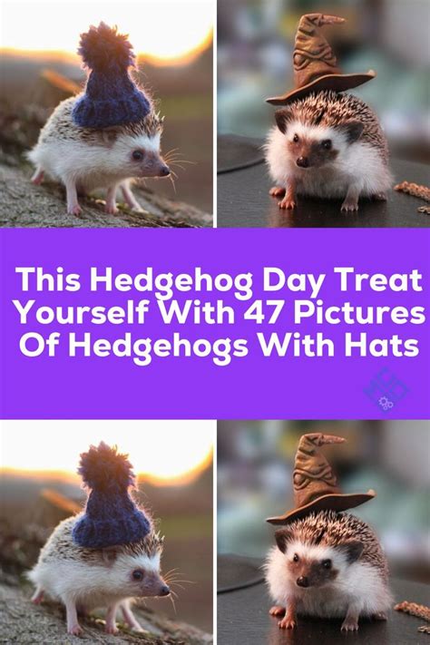 This Hedgehog Day Treat Yourself With 47 Pictures Of Hedgehogs With