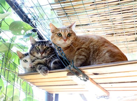 Le Plus Grand Refuge Animalier Du Var Cherche Des Bénévoles Et Des Dons