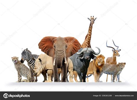 Group Of African Safari Animals Together Stock Photo By ©volodymyrbur