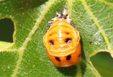 Ladybug Pupa All You Need To Know In A Nutshell Whats That Bug