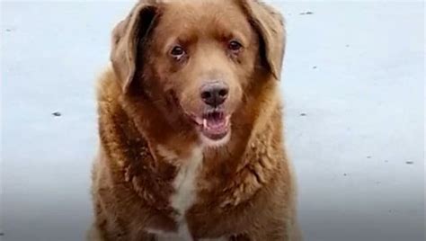 Meet Bobi Worlds Oldest Dog Ever Featured In Guinness World Records